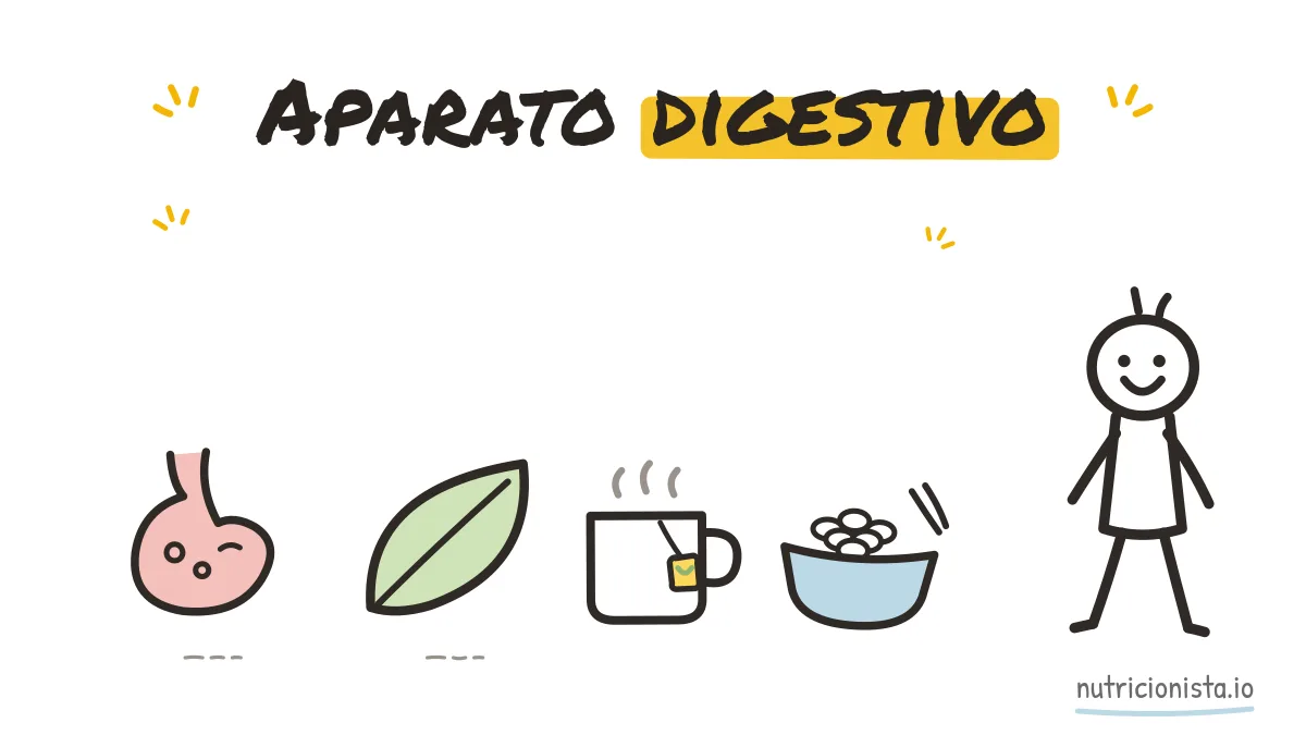 Aparato digestivo